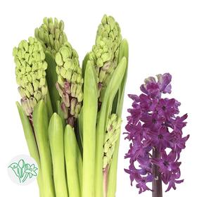 荷兰花材 |  风信子伍德斯 Woodstock