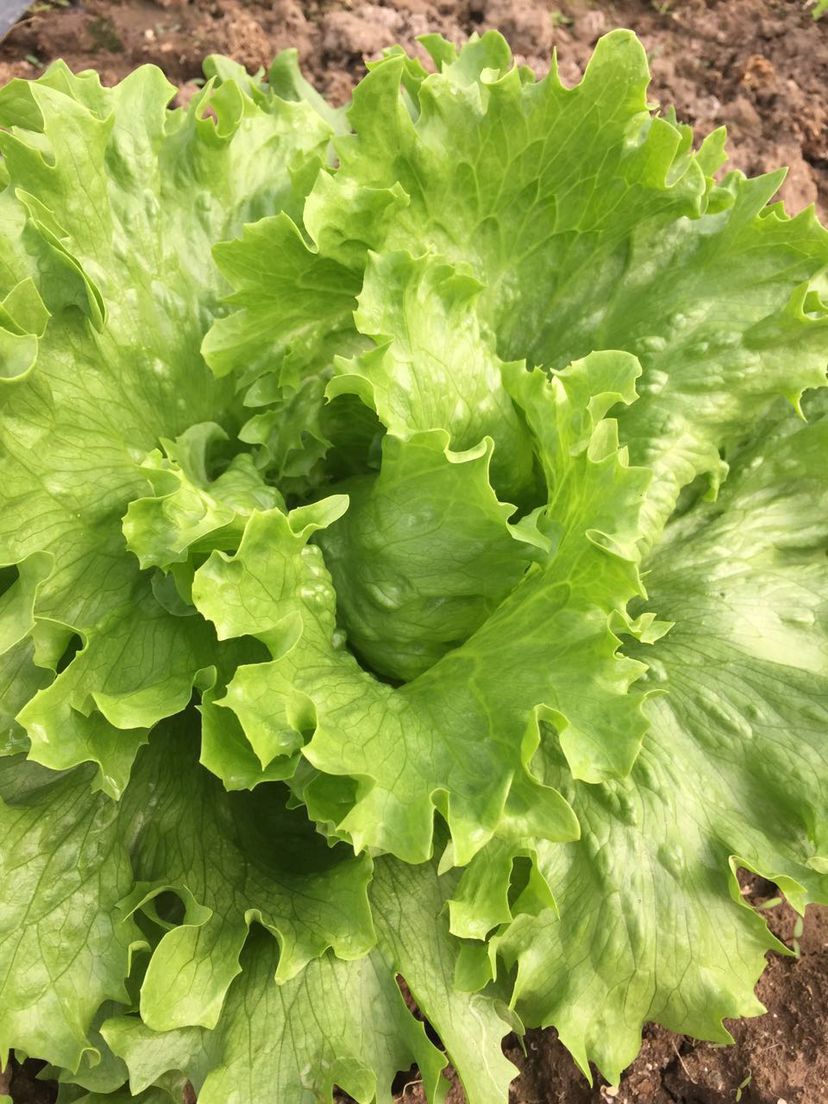 奶油生菜(400g可生食)