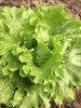 奶油生菜(400g可生食) 商品缩略图0