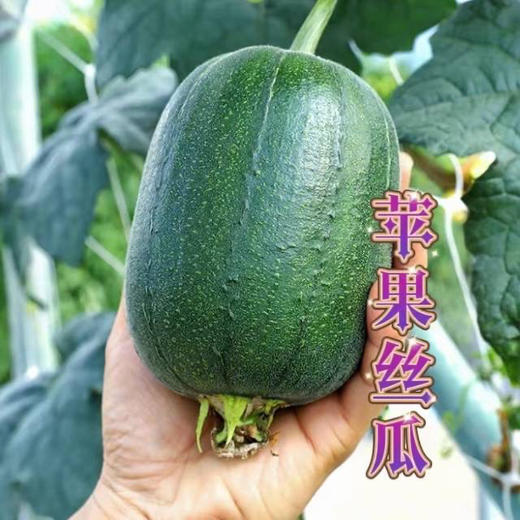 苹果丝瓜，口感微甜，清炒更加清甜，约2斤/袋 商品图0