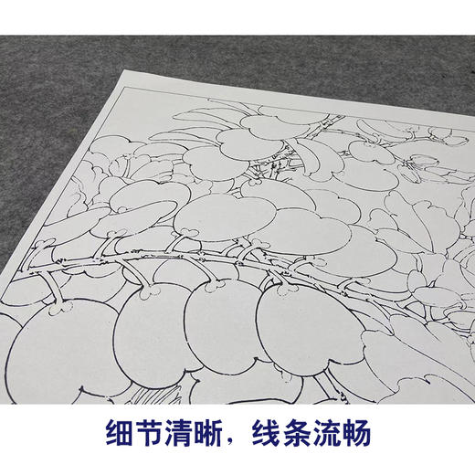 【大彩图】李晓明工笔画白描底稿斗方《绣眼白荆花》临摹勾线花鸟线稿K122 商品图4