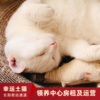 【幸运土猫】领养中心项目众筹通道｜定期发送电子刊，反馈项目工作进展 商品缩略图14
