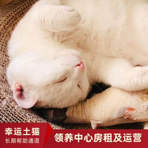 【幸运土猫】领养中心项目众筹通道｜定期发送电子刊，反馈项目工作进展 商品图14