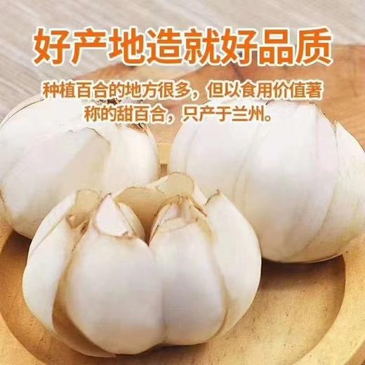 兰州百合500克 商品图3