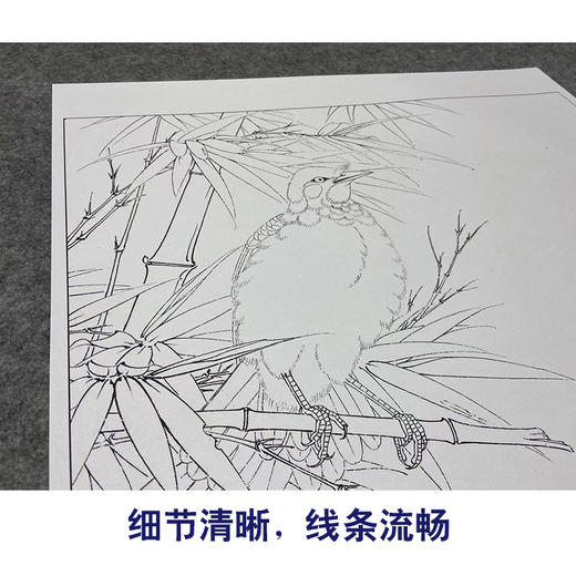 【大彩图】李晓明工笔画白描底稿斗方小品《八哥雪竹图》临摹勾线花鸟线稿K117 商品图4