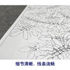 【大彩图】李晓明工笔画白描底稿《紫藤绶带图》临摹勾线花鸟线稿K123 商品缩略图4
