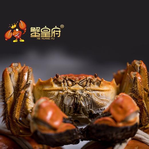 蟹皇府大闸蟹（阳澄湖湖中心养殖） 商品图1