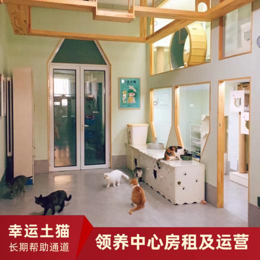 【幸运土猫】领养中心项目众筹通道｜定期发送电子刊，反馈项目工作进展 商品图1
