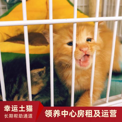 【幸运土猫】领养中心项目众筹通道｜定期发送电子刊，反馈项目工作进展 商品图12