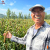 三舅家2025新小米 沂蒙山农家自己吃的小米 自然农法  无化肥农药 商品缩略图1
