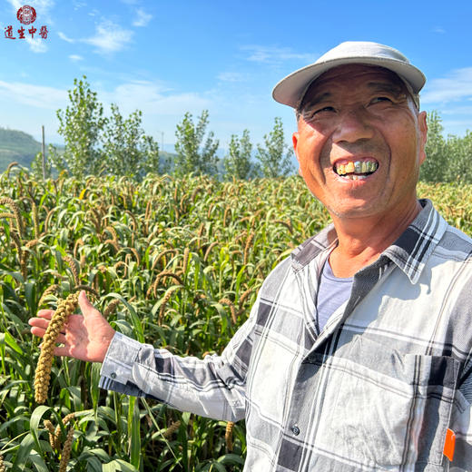 三舅家2025新小米 沂蒙山农家自己吃的小米 自然农法  无化肥农药 商品图1