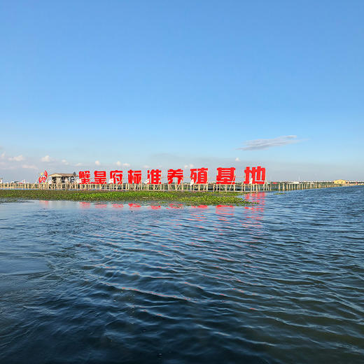 蟹皇府大闸蟹（阳澄湖湖中心养殖） 商品图10