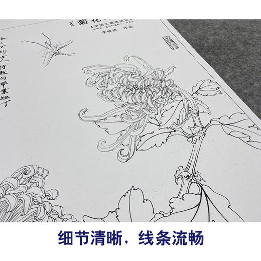 【大彩图】李晓明工笔画白描底稿《菊花草虫》临摹勾线花鸟线稿K120 商品图4