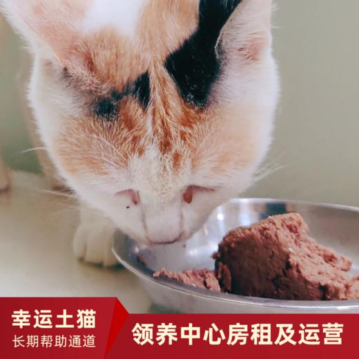 【幸运土猫】领养中心项目众筹通道｜定期发送电子刊，反馈项目工作进展 商品图4