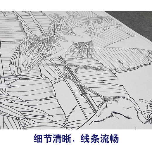 【大彩图】窦绅卿工笔画白描底稿《华堂益多图》芭蕉白鹭临摹勾线花鸟线稿HN09 商品图4