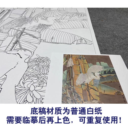 【大彩图】窦绅卿工笔画白描底稿《华堂益多图》芭蕉白鹭临摹勾线花鸟线稿HN09 商品图3