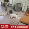 【幸运土猫】领养中心项目众筹通道｜定期发送电子刊，反馈项目工作进展 商品缩略图13