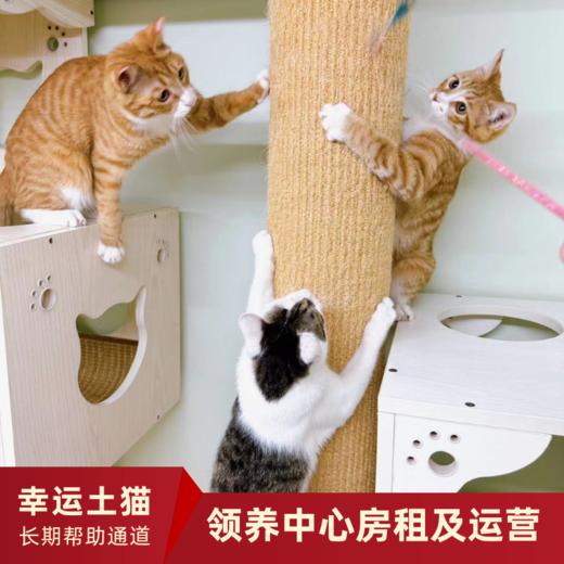 【幸运土猫】领养中心项目众筹通道｜定期发送电子刊，反馈项目工作进展 商品图8