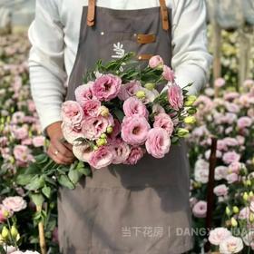 【随机色洋桔梗】1扎600-800g（约30-40朵）/份  品种随机