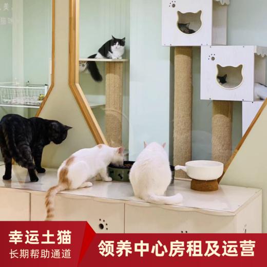 【幸运土猫】领养中心项目众筹通道｜定期发送电子刊，反馈项目工作进展 商品图9