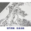 【大彩图】董希源工笔画白描底稿《松鹤朝阳》白鹤临摹勾线花鸟线稿HN06 商品缩略图4