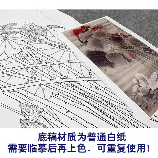 【大彩图】窦绅卿工笔画白描底稿《清露微风》荷花临摹勾线花鸟线稿HN12 商品图3