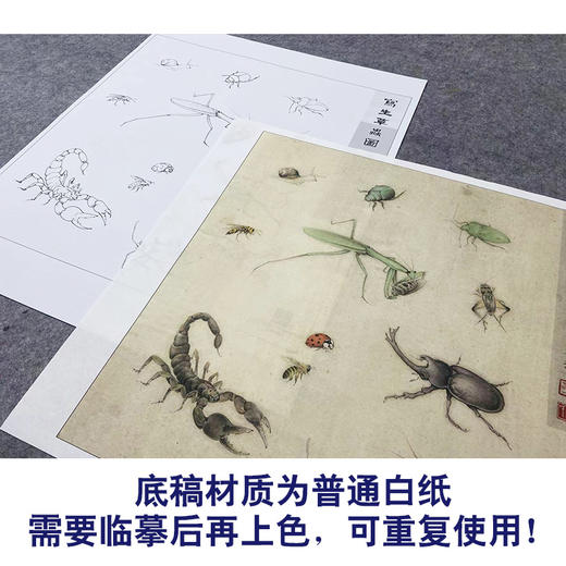 【大彩图】李晓明工笔画白描底稿斗方小品《草虫册页》临摹勾线花鸟线稿K119 商品图3