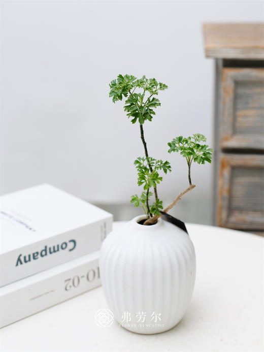 JT羽叶福禄桐 商品图0