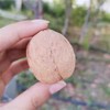 新疆185A级纸皮核桃  阿克苏185纸皮核桃 薄皮 薄壳   坚果系列！ 商品缩略图2