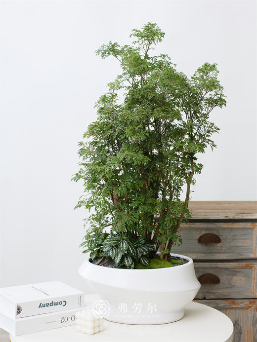 JT椭圆盆-细叶福禄桐 商品图0