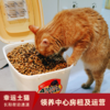 【幸运土猫】领养中心项目众筹通道｜定期发送电子刊，反馈项目工作进展 商品缩略图2