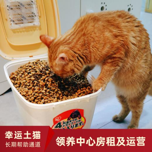 【幸运土猫】领养中心项目众筹通道｜定期发送电子刊，反馈项目工作进展 商品图2