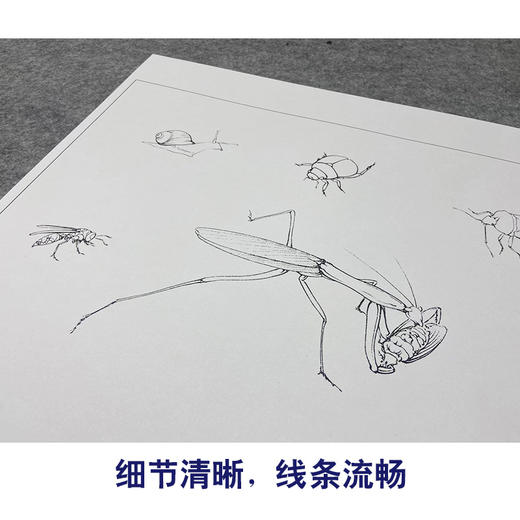 【大彩图】李晓明工笔画白描底稿斗方小品《草虫册页》临摹勾线花鸟线稿K119 商品图4