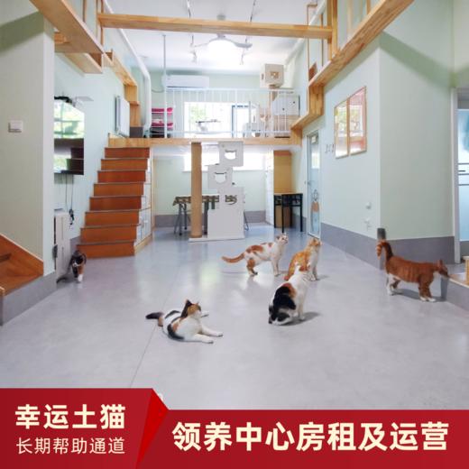 【幸运土猫】领养中心项目众筹通道｜定期发送电子刊，反馈项目工作进展 商品图0