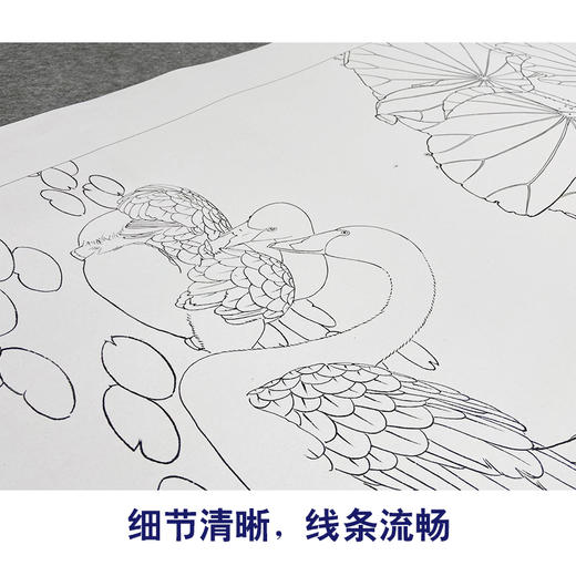 【大彩图】窦绅卿工笔画白描底稿《清露微风》荷花临摹勾线花鸟线稿HN12 商品图4