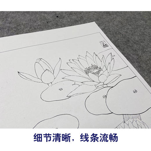 【大彩图】李晓明工笔画白描底稿《双鱼睡莲图》荷花鲤鱼临摹勾线花鸟线稿K116 商品图4
