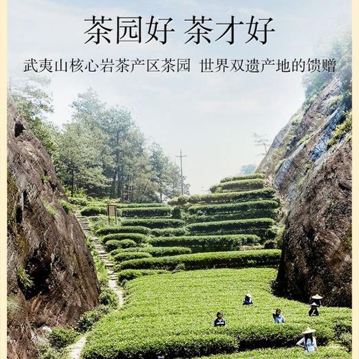 小罐茶园金标系列大红袍/65克 商品图4