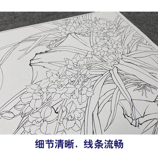 【大彩图】李晓明工笔画白描底稿斗方小品《幽兰玉凤蝶》玉兰花临摹勾线花鸟线稿K118 商品图4