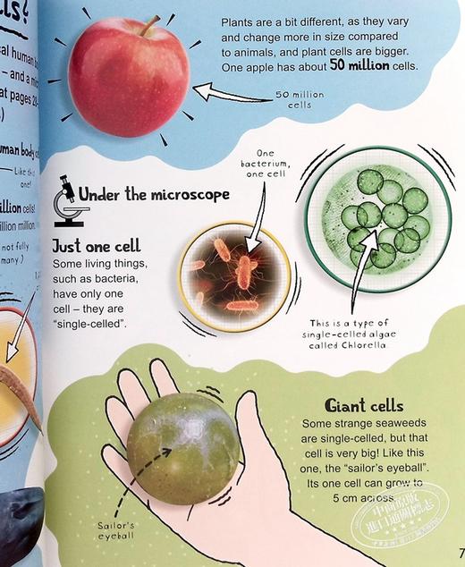 【中商原版】太喜欢科学了 微小科学系列 细胞 英文原版 Tiny Science Cells Anna Claybourne 科普 科学 商品图6