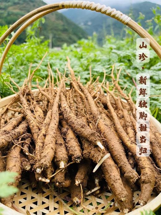 【鲜甜粉糯】深山新鲜独脚.甜当归   10.25  商品图0