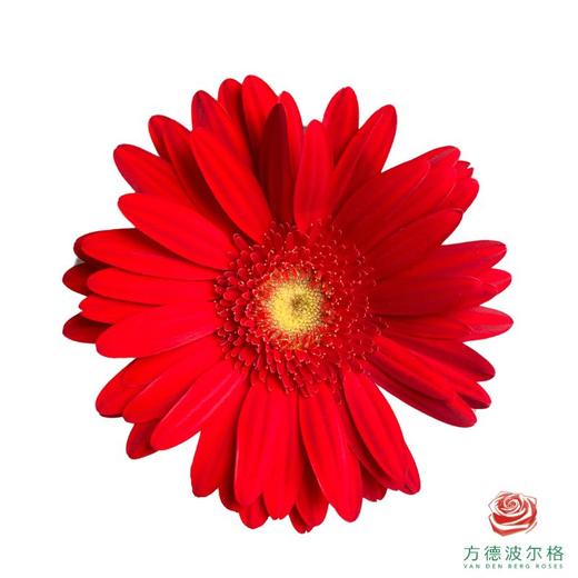 外购非洲菊-红色 10枝1扎 商品图1