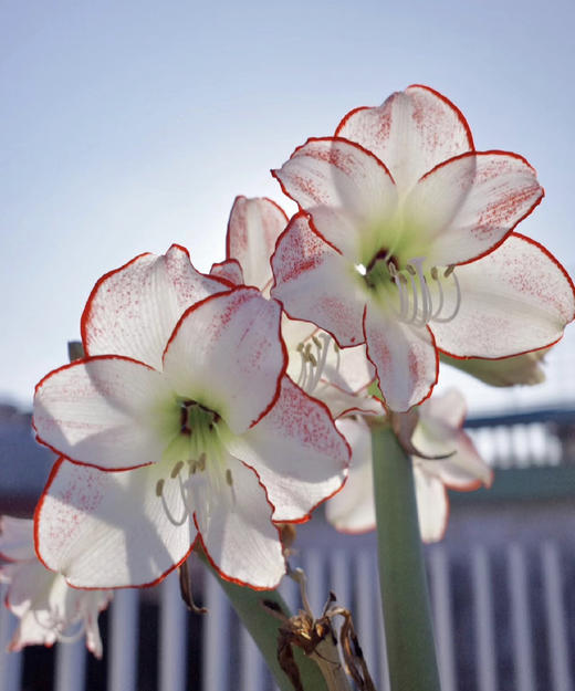 【送礼首选】进口石蜡朱顶红（喝空气存活） 毕加索  单株（球径约34-36CM） 商品图3