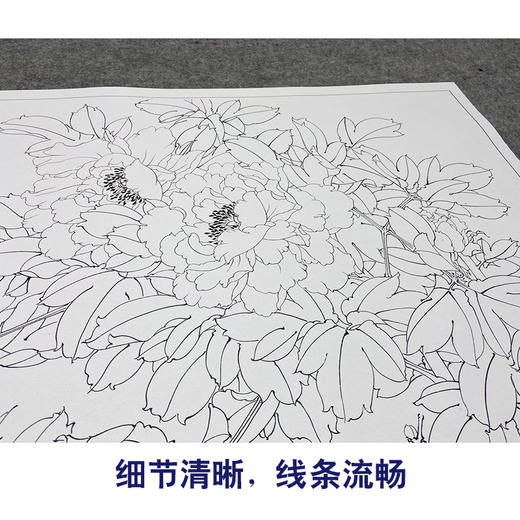 【大彩图】董希源横幅工笔画白描底稿《万古英华》牡丹临摹勾线花鸟线稿HN16 商品图4