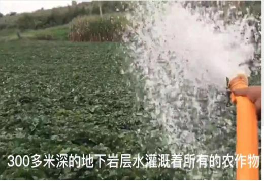 葫芦岛山庄山土地地瓜纯天然不打农药不施化肥非转基因15斤装包邮 商品图2