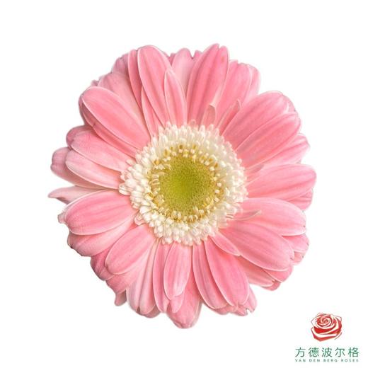 外购非洲菊-芭比娃娃 10枝1扎 商品图1