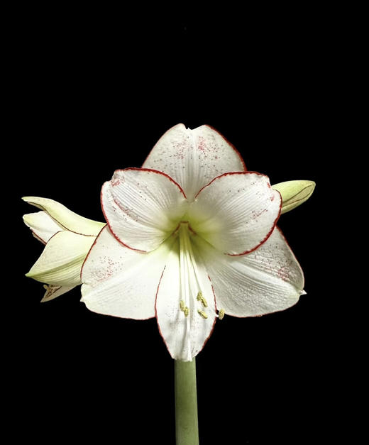 【送礼首选】进口石蜡朱顶红（喝空气存活） 毕加索  单株（球径约34-36CM） 商品图4