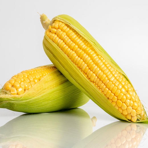 【冰雪良田】海伦市 玉米  10穗  东北甜糯玉米 非转基因 单根独立真空包装 玉米礼箱（黄玉米） 商品图2