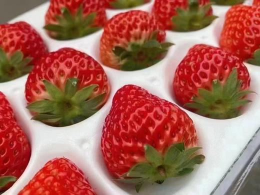 🍓🍓当仁不让的颜值代表【丹东红颜九九草莓】🍓简直太治愈了！草莓香味浓郁，带着淡淡的奶香✅每一颗都来自果农的精心呵护☂️ 只为让你吃上一口安心草莓🍓酸酸甜甜，超级美味😋 商品图5