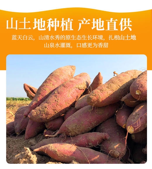 葫芦岛山庄山土地地瓜纯天然不打农药不施化肥非转基因15斤装包邮 商品图0