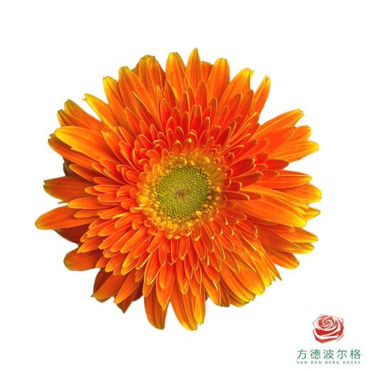 外购非洲菊-橙色 10枝1扎 商品图1